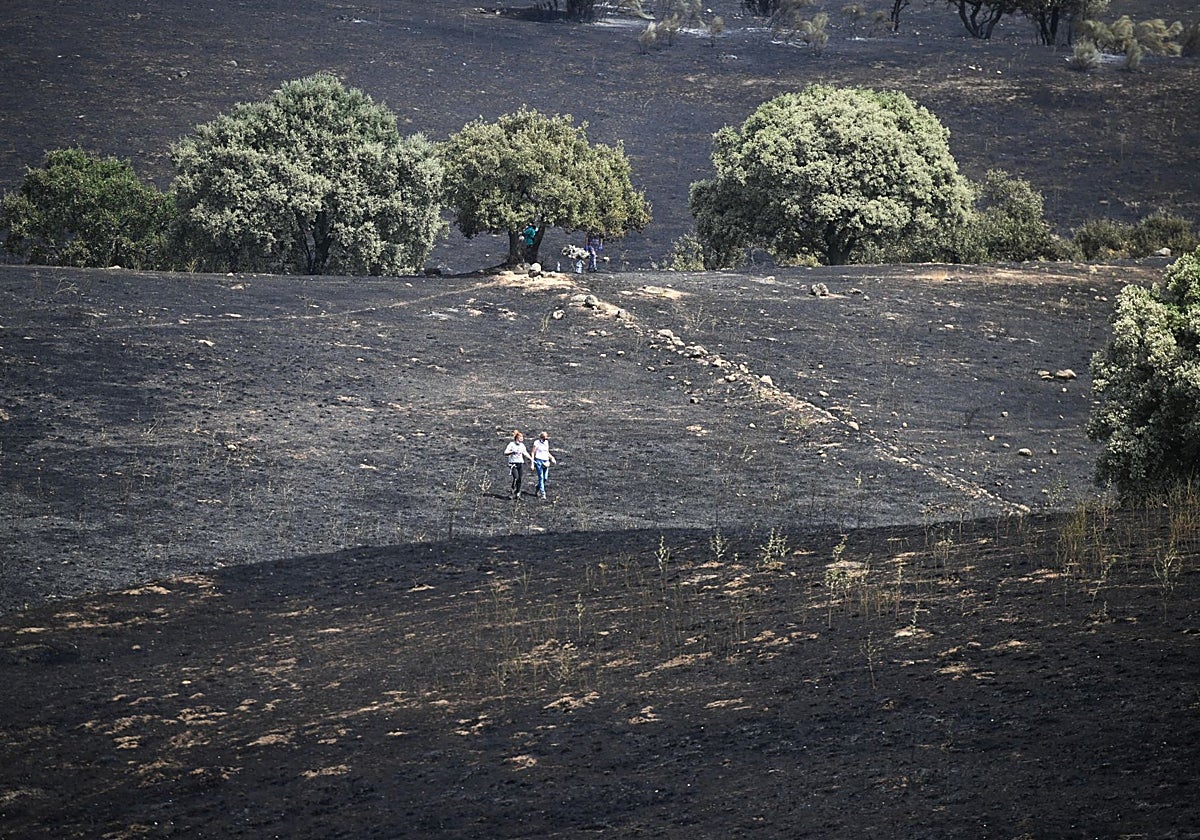 Monte quemado en Tres Cantos
