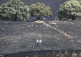 Medio millón de euros para recuperar el monte que el fuego arrasó en Tres Cantos