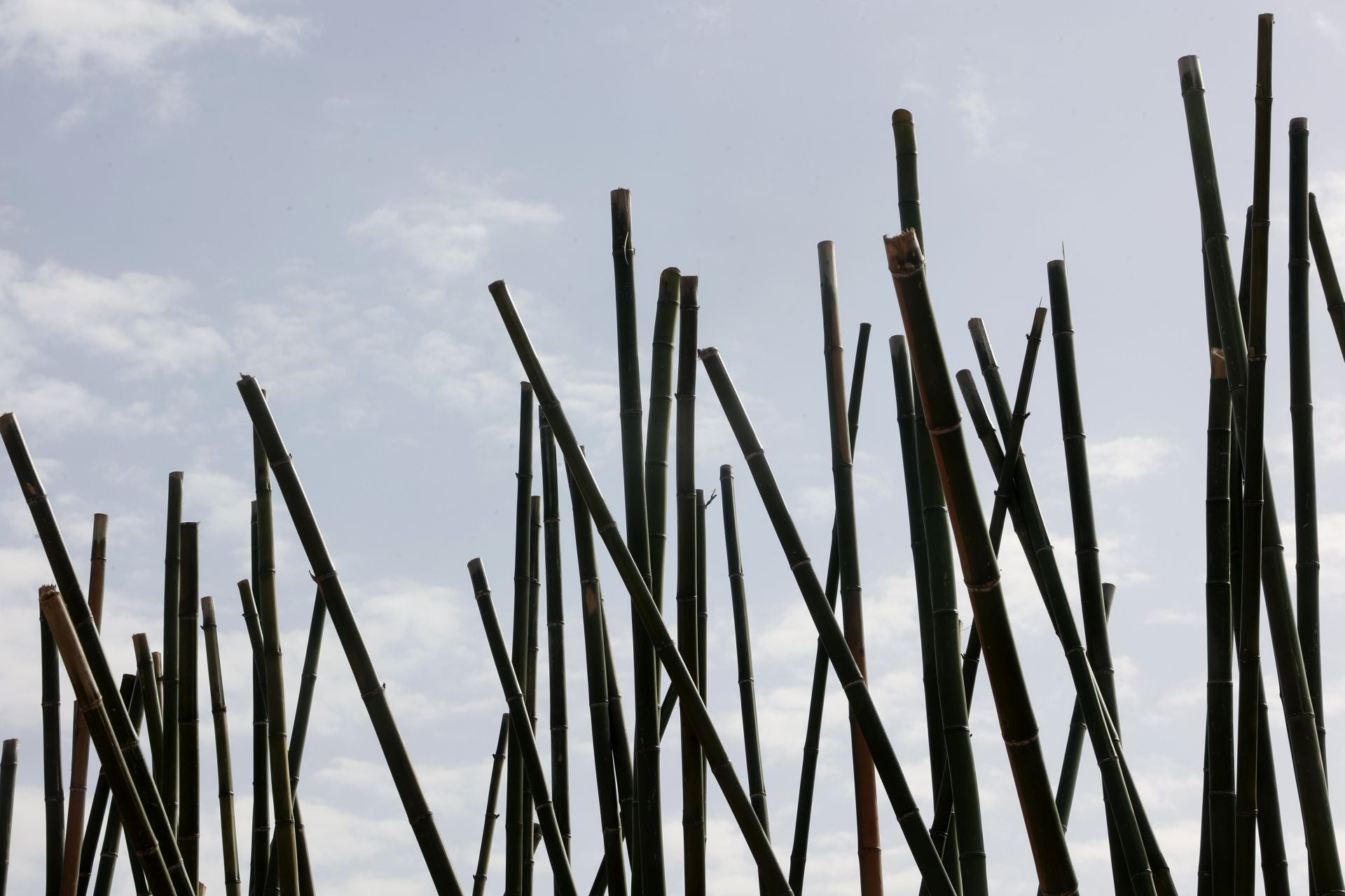 El arranque del montaje de Flora 2025, en imágenes