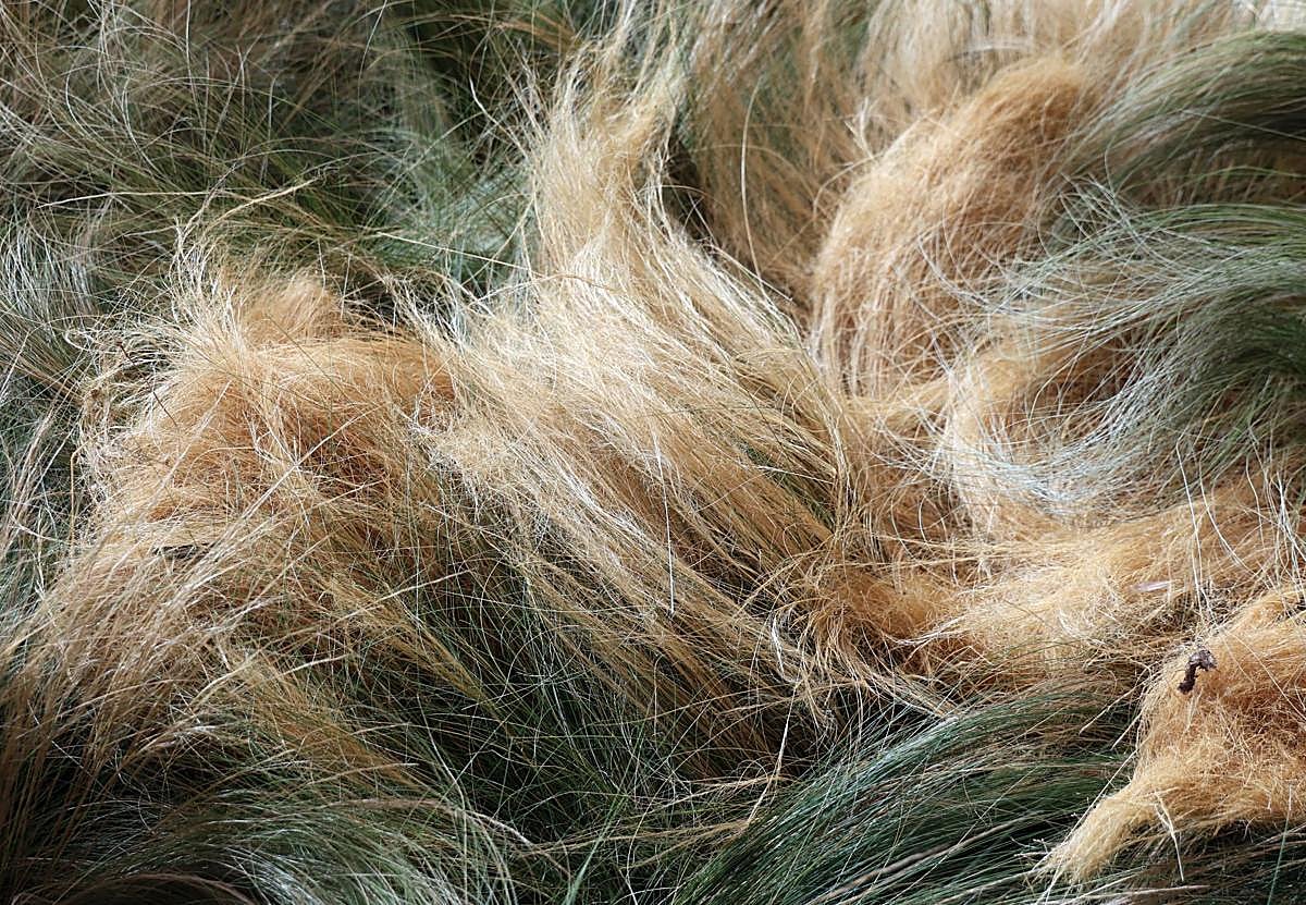 El arranque del montaje de Flora 2025, en imágenes