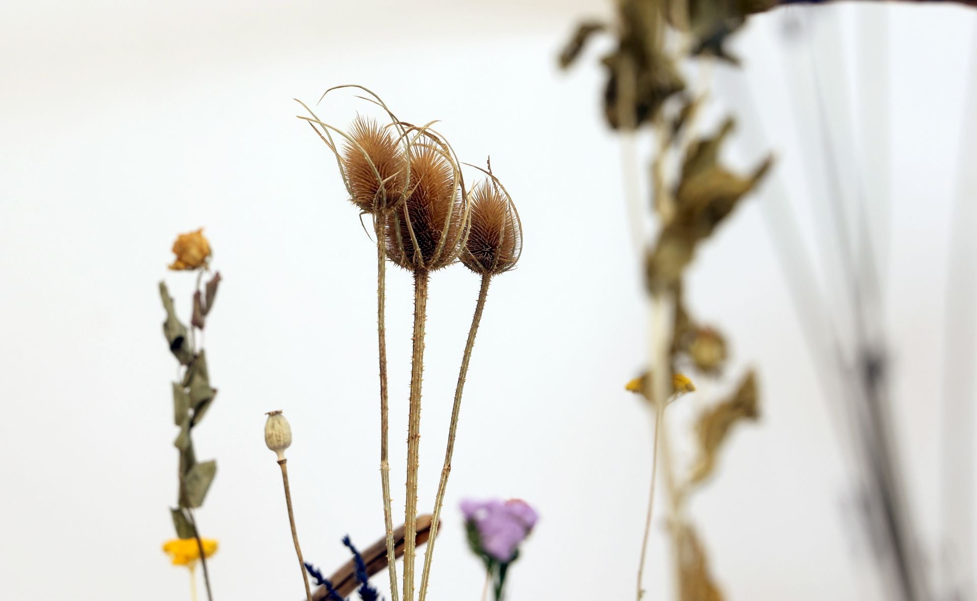 El arranque del montaje de Flora 2025, en imágenes