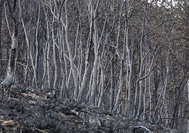 La 'cura' del terreno quemado: proteger el suelo antes de las lluvias