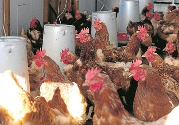 Gripe aviar: un virus en «transformación» que amenaza a las granjas