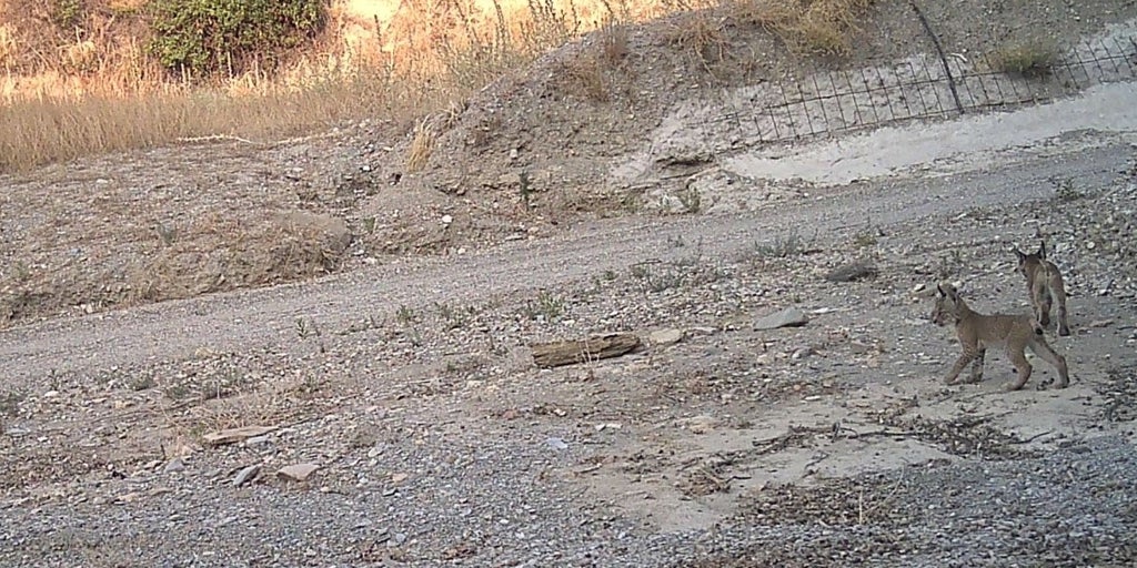 Tres nuevos cachorros de lince ibérico confirman a Almería como núcleo emergente de reproducción