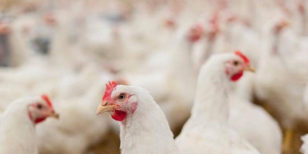 Detectado un foco de gripe aviar en una explotación de gallinas ponedoras en Yeles (Toledo)