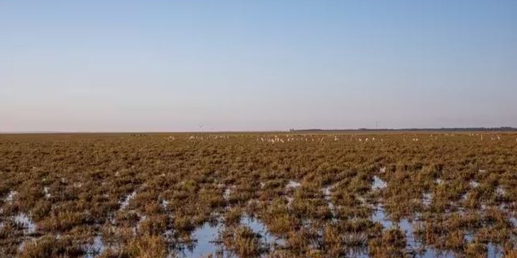 El Gobierno aprueba el deslinde de marismas de Doñana en Hinojos, Almonte y Aznalcázar