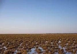 El Gobierno aprueba el deslinde de marismas de Doñana en Hinojos, Almonte y Aznalcázar
