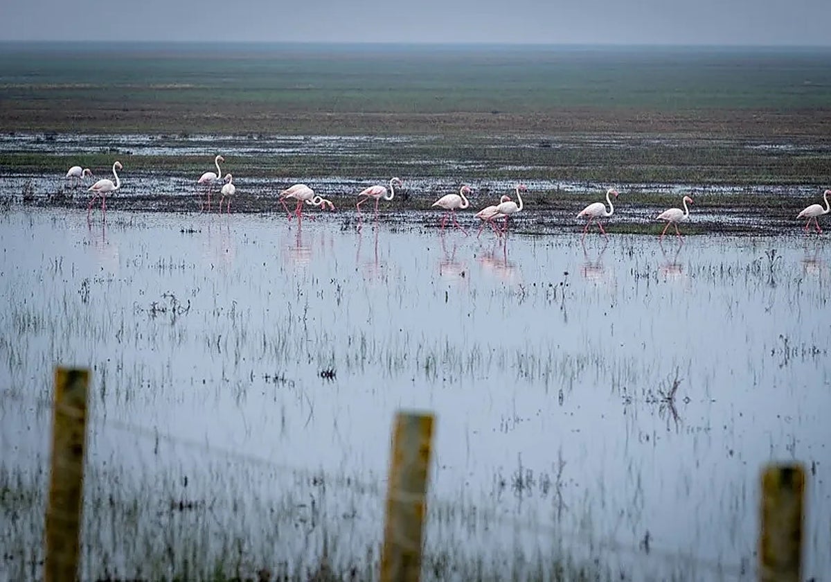 La Junta presentará recurso de oposición al deslinde de las marismas de Doñana aprobado por el Gobierno
