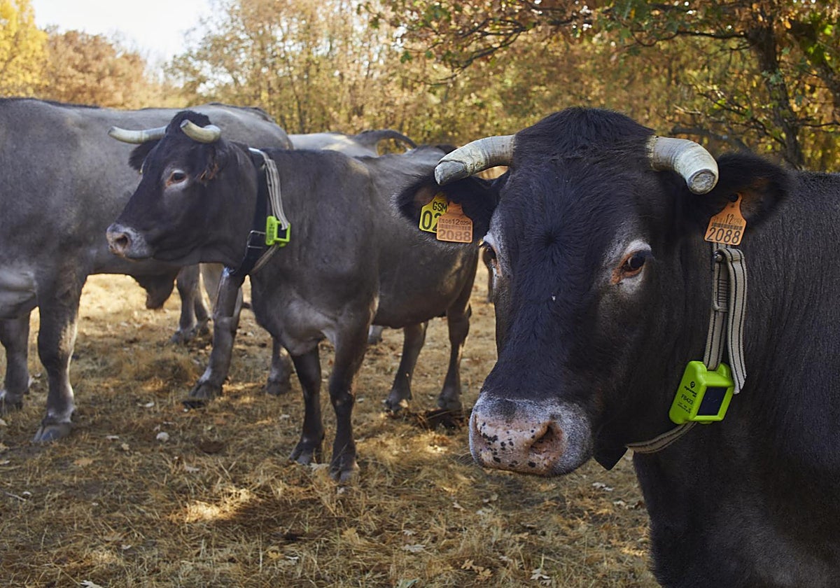 Las vacas de la Finca La Cerrada, en la localidad madrileña de San Mamés, cuentan con cencerros con tecnología blockchain
