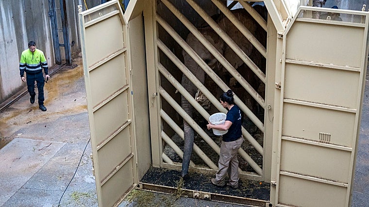 Así ha sido el traslado de Metzi, la elefanta embarazada de Bioparc Valencia que dará a luz en Hungría