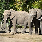 Así ha sido el traslado de Metzi, la elefanta embarazada de Bioparc Valencia