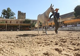 Urbanismo aprueba la innovación del Plan del Casco necesaria para ceder Caballerizas Reales a Córdoba Ecuestre