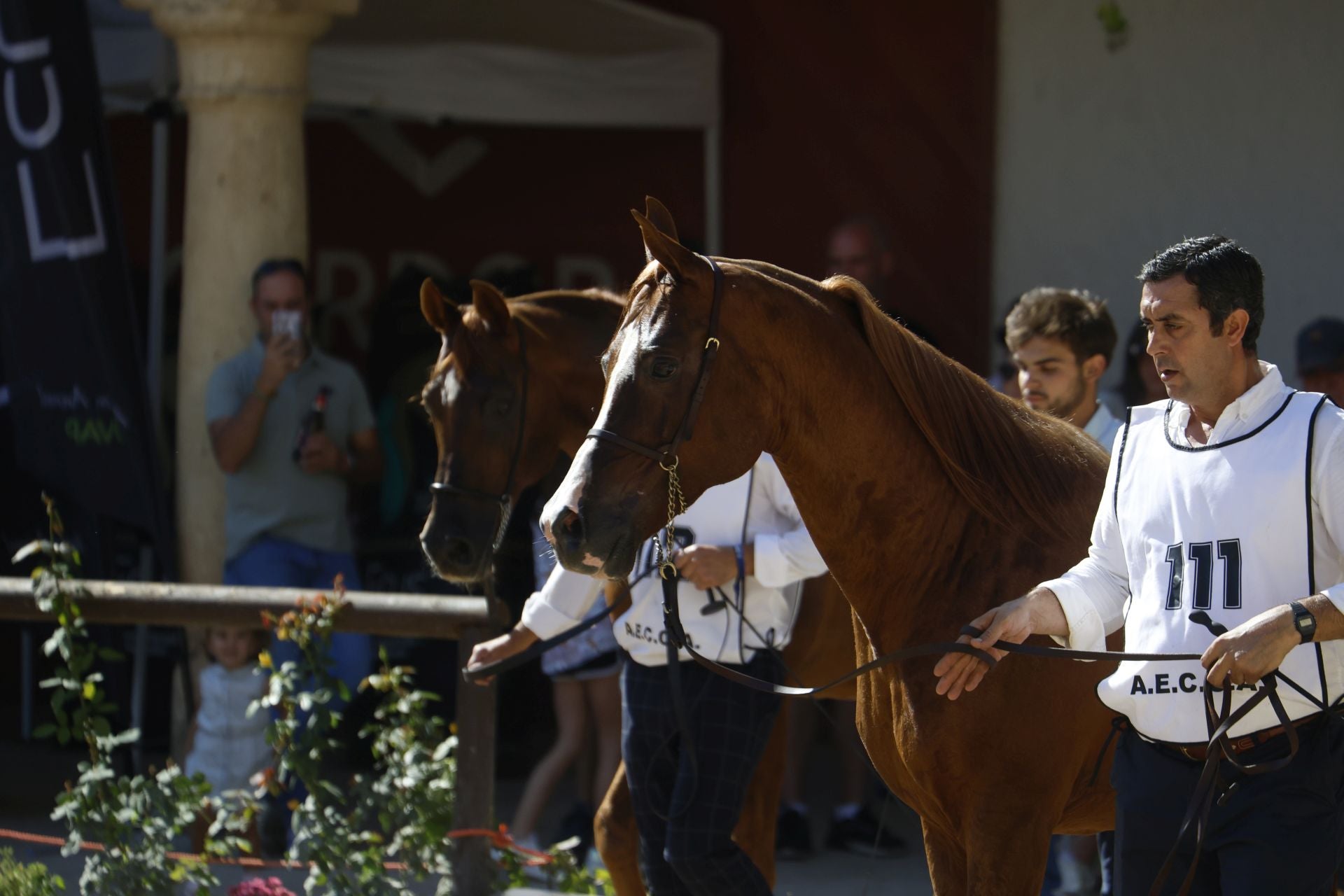El estético concurso de Caballos de Pura Raza Árabe en Córdoba, en imágenes