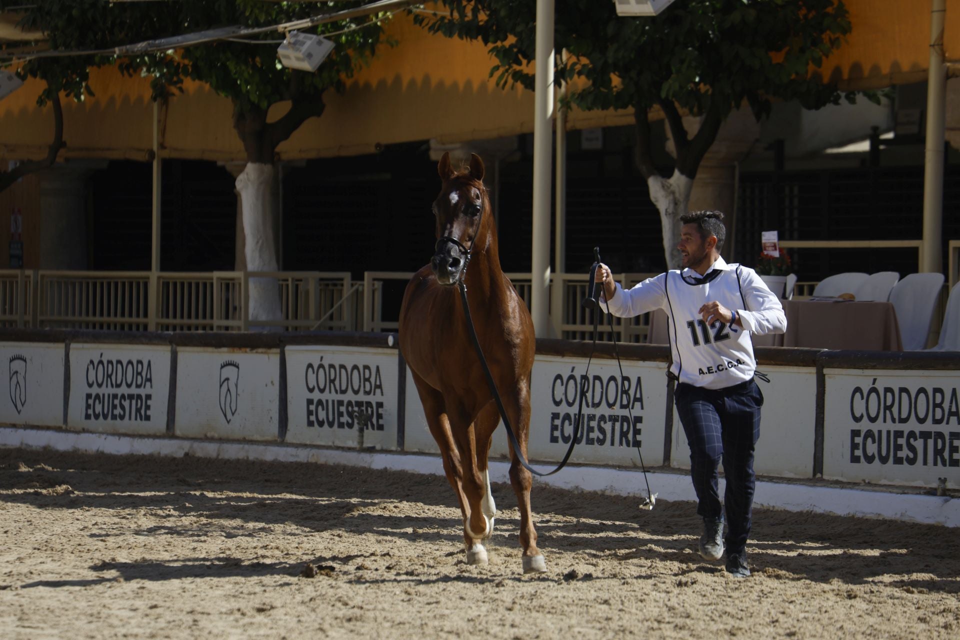 El estético concurso de Caballos de Pura Raza Árabe en Córdoba, en imágenes
