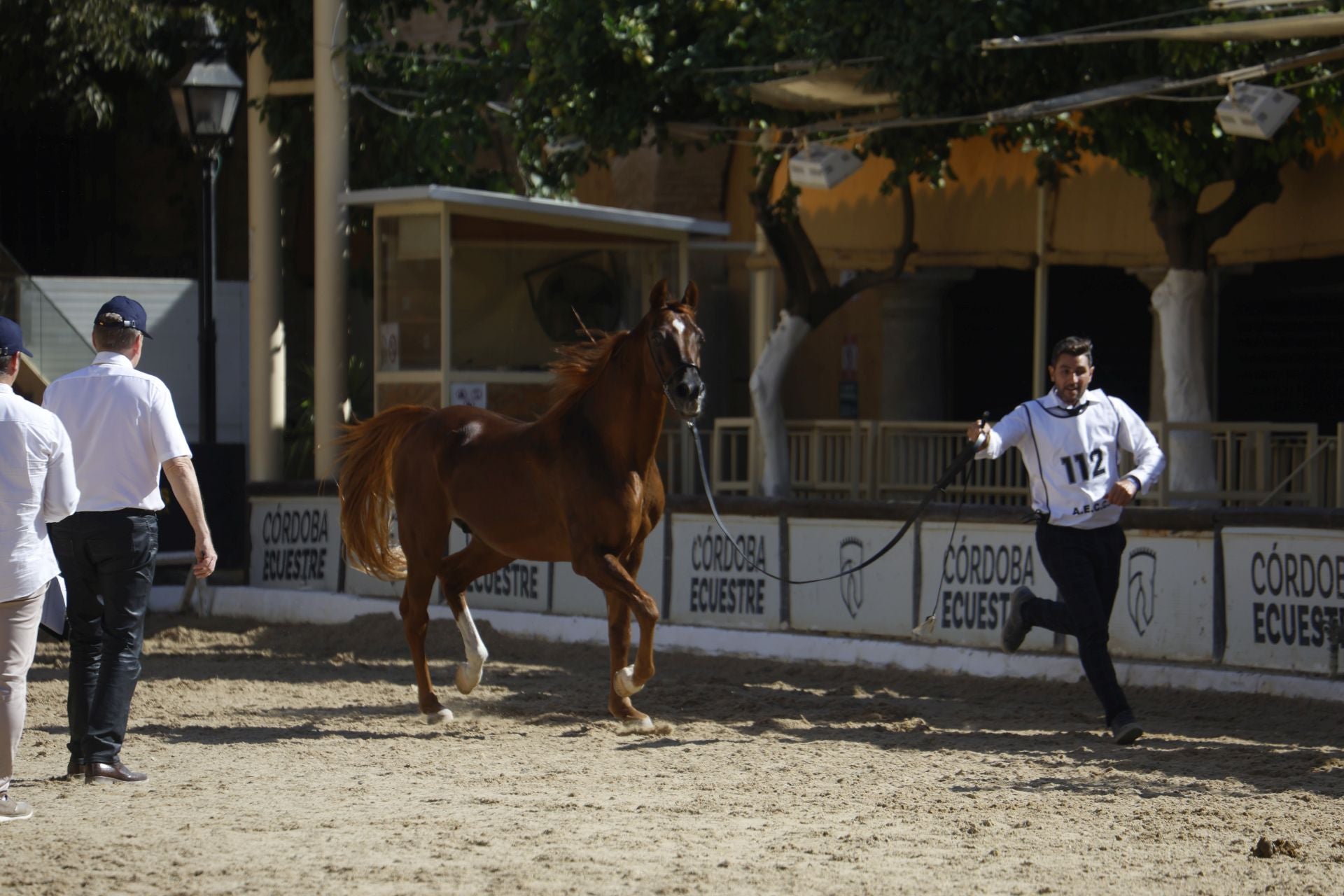 El estético concurso de Caballos de Pura Raza Árabe en Córdoba, en imágenes