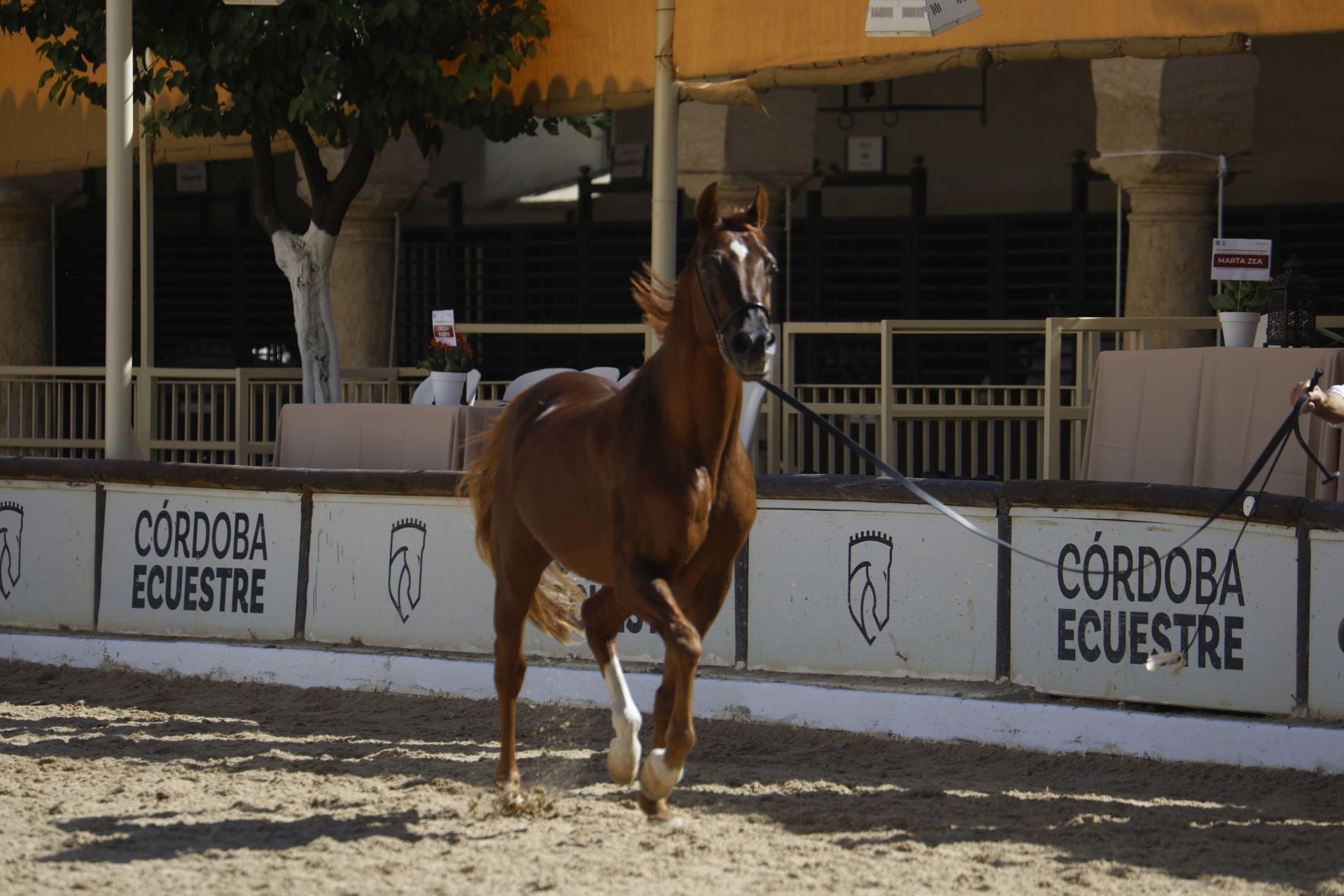 El estético concurso de Caballos de Pura Raza Árabe en Córdoba, en imágenes