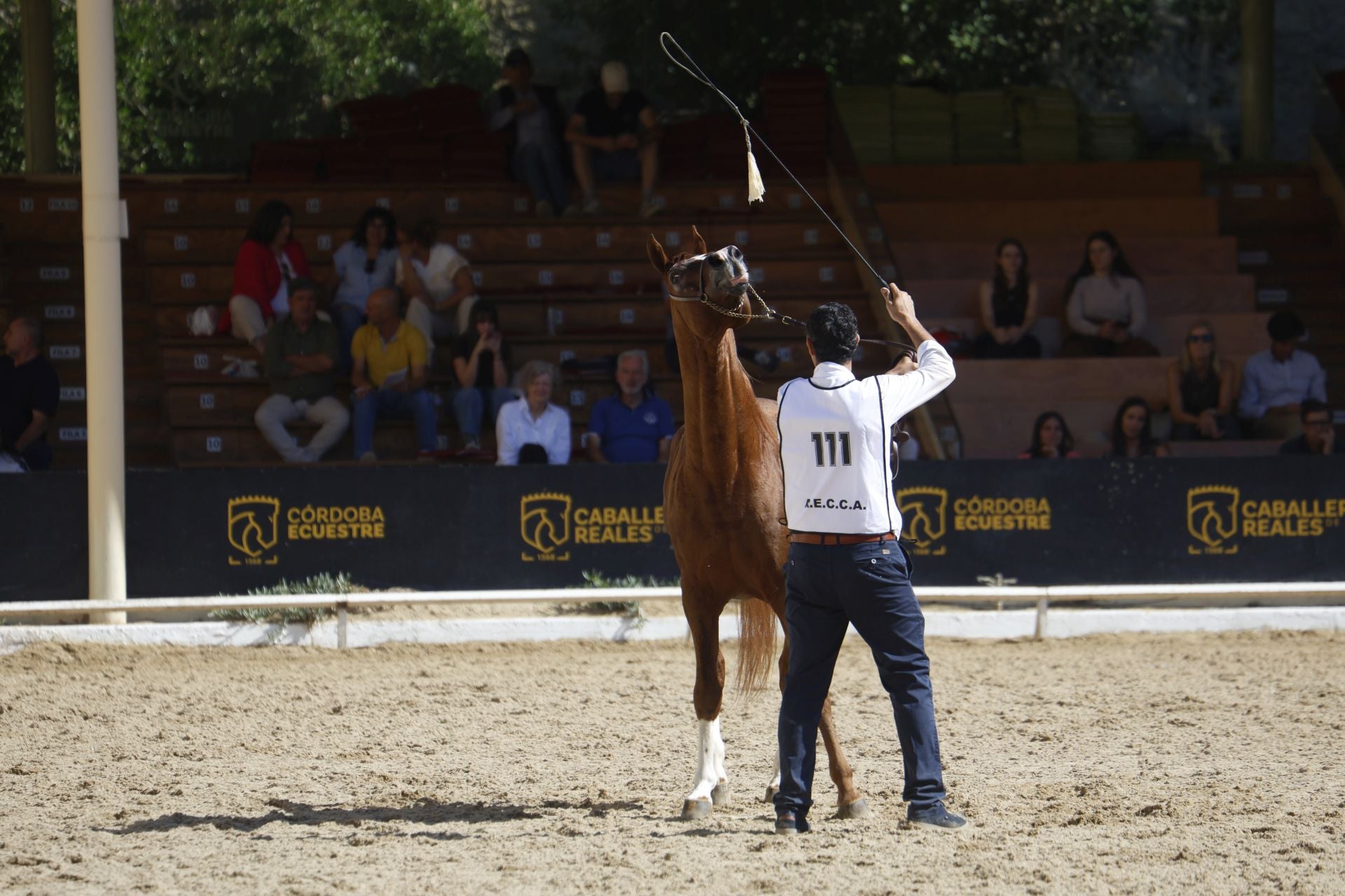 El estético concurso de Caballos de Pura Raza Árabe en Córdoba, en imágenes