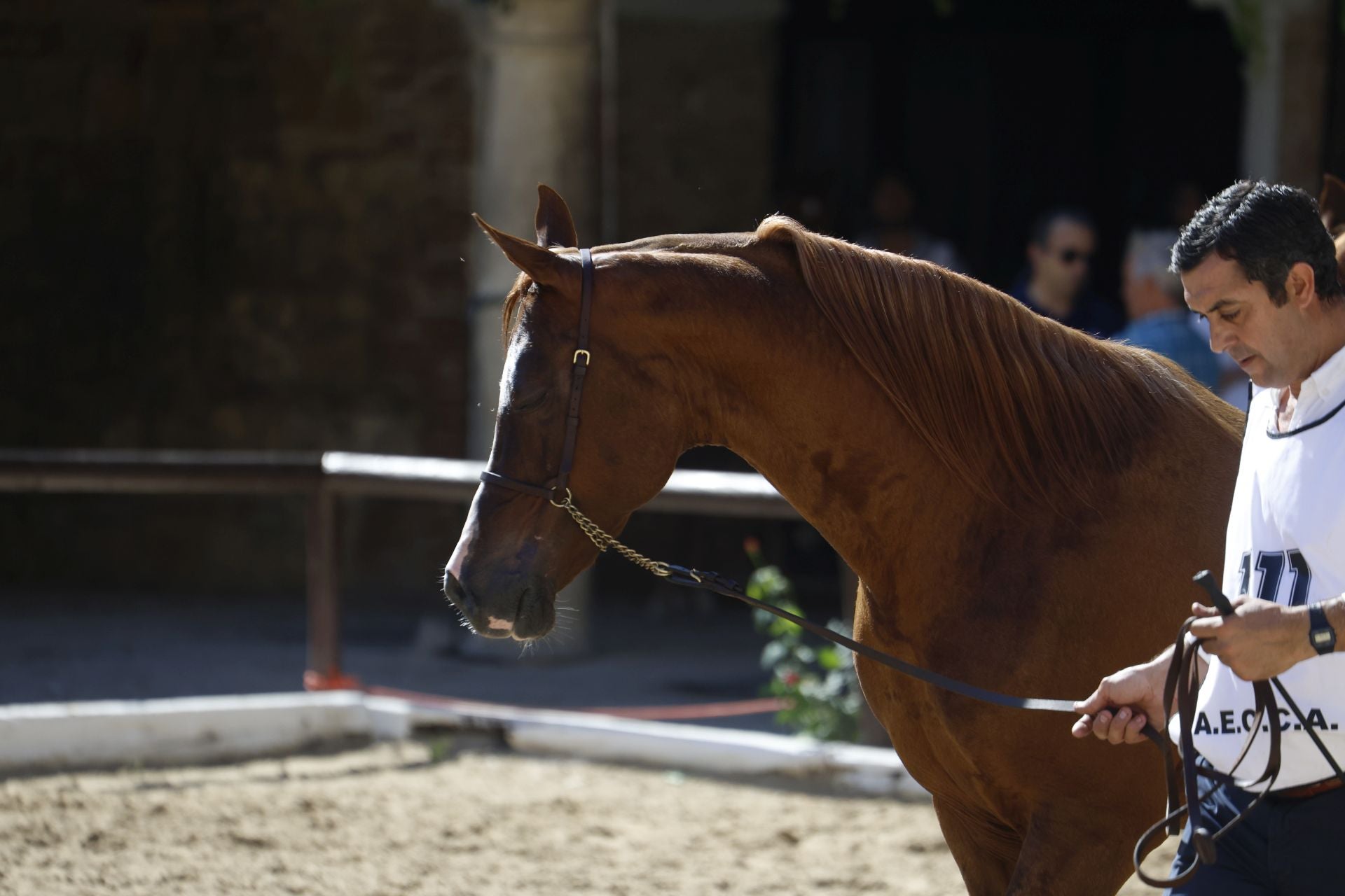 El estético concurso de Caballos de Pura Raza Árabe en Córdoba, en imágenes