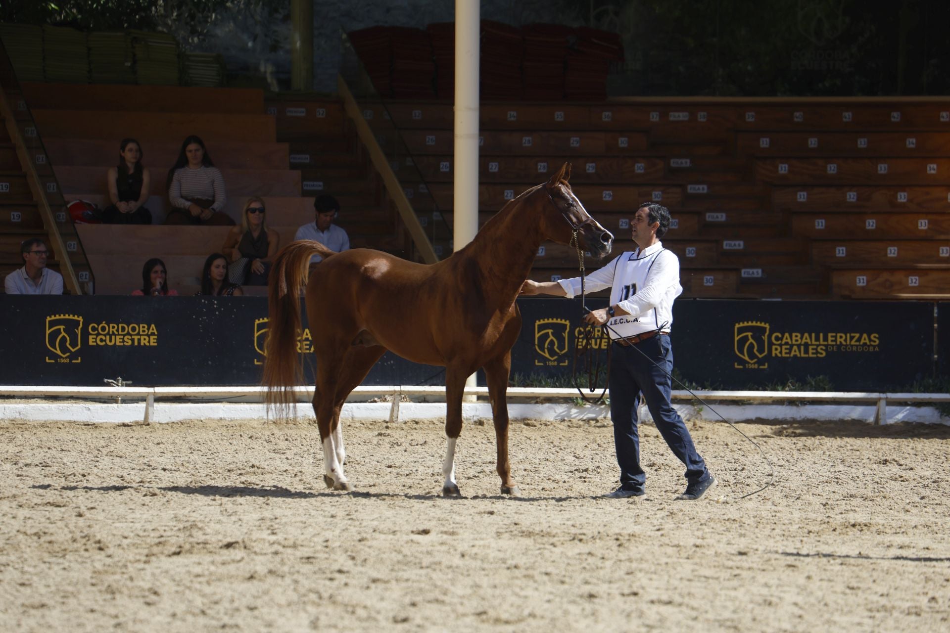 El estético concurso de Caballos de Pura Raza Árabe en Córdoba, en imágenes