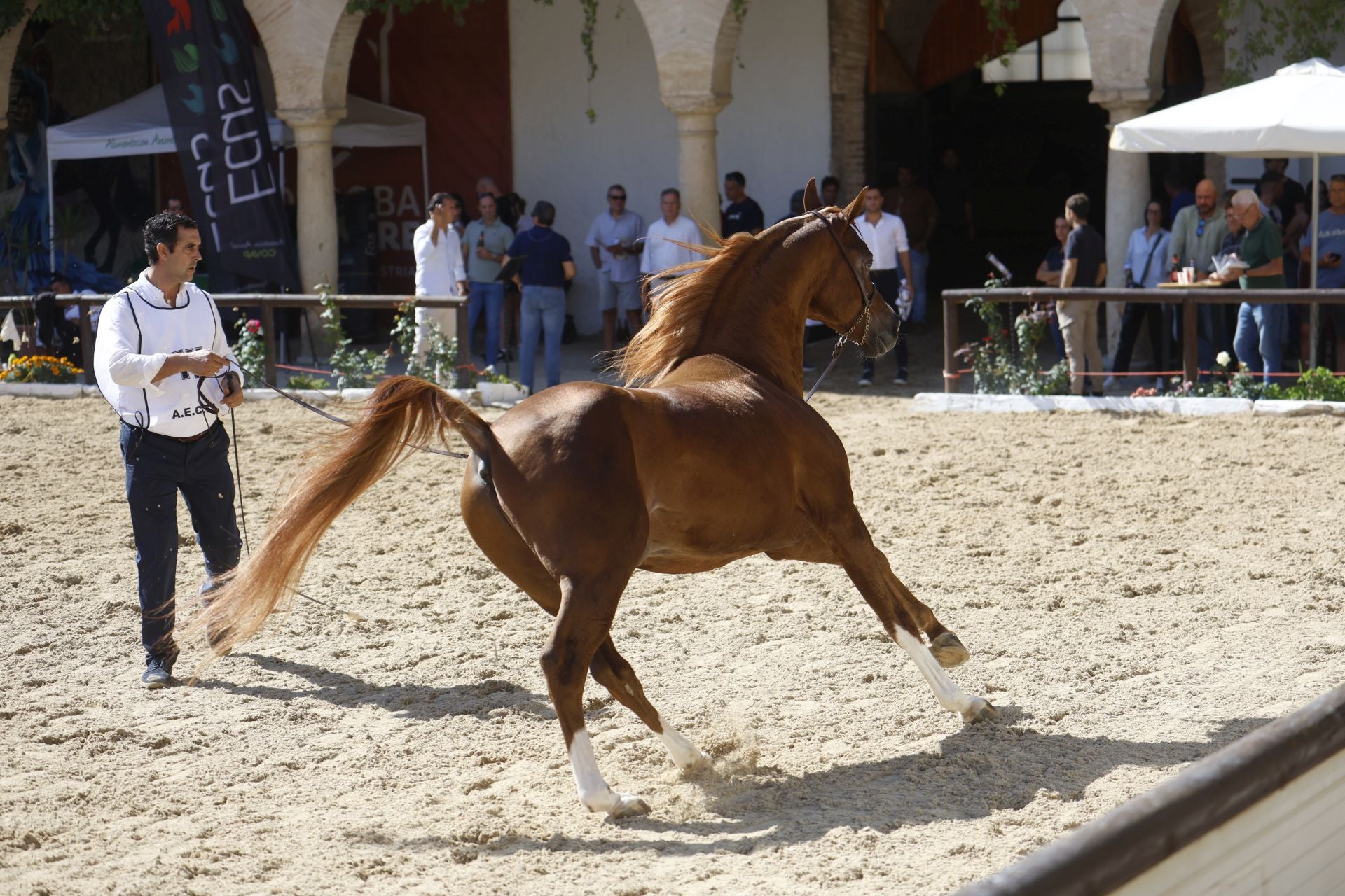 El estético concurso de Caballos de Pura Raza Árabe en Córdoba, en imágenes