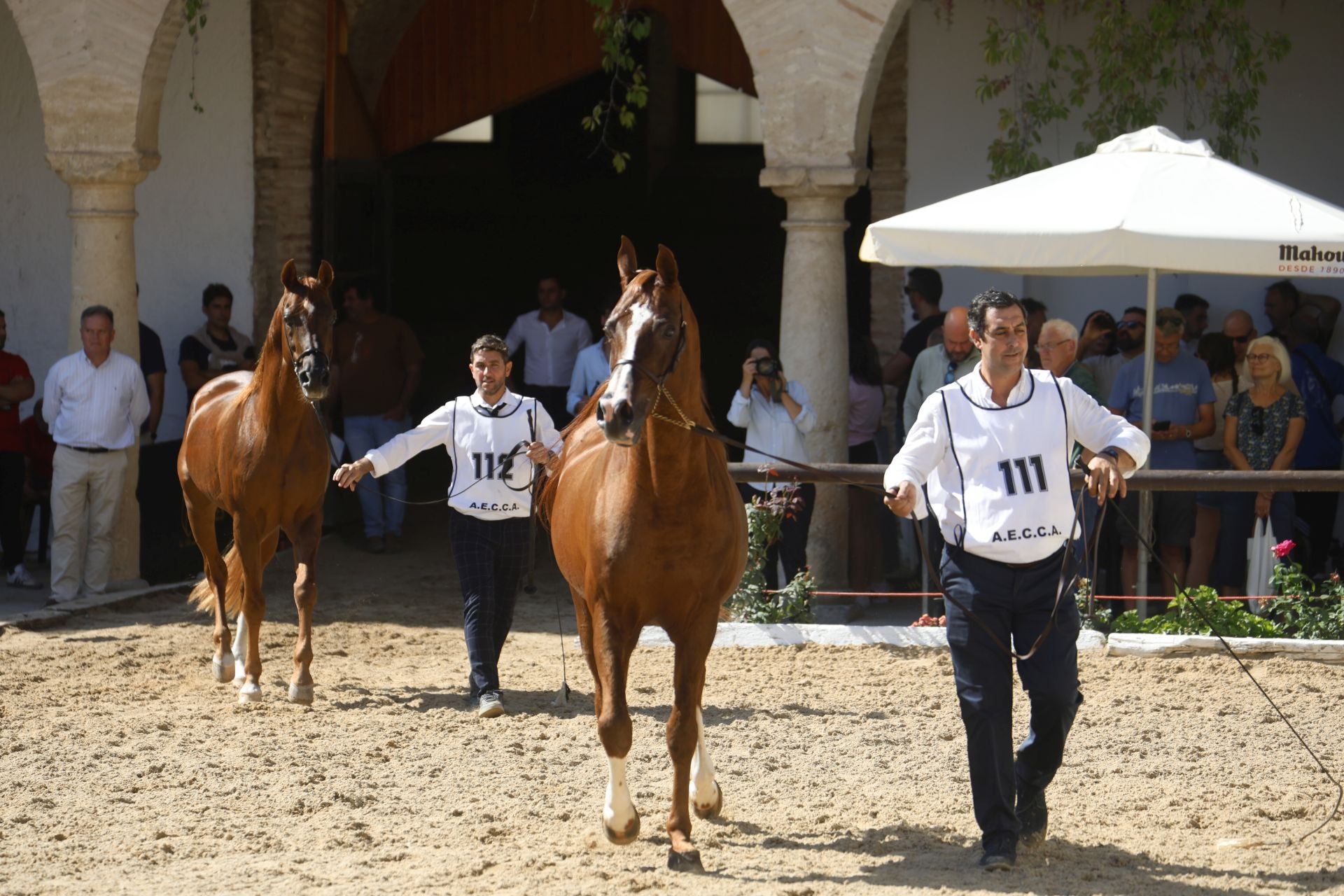El estético concurso de Caballos de Pura Raza Árabe en Córdoba, en imágenes