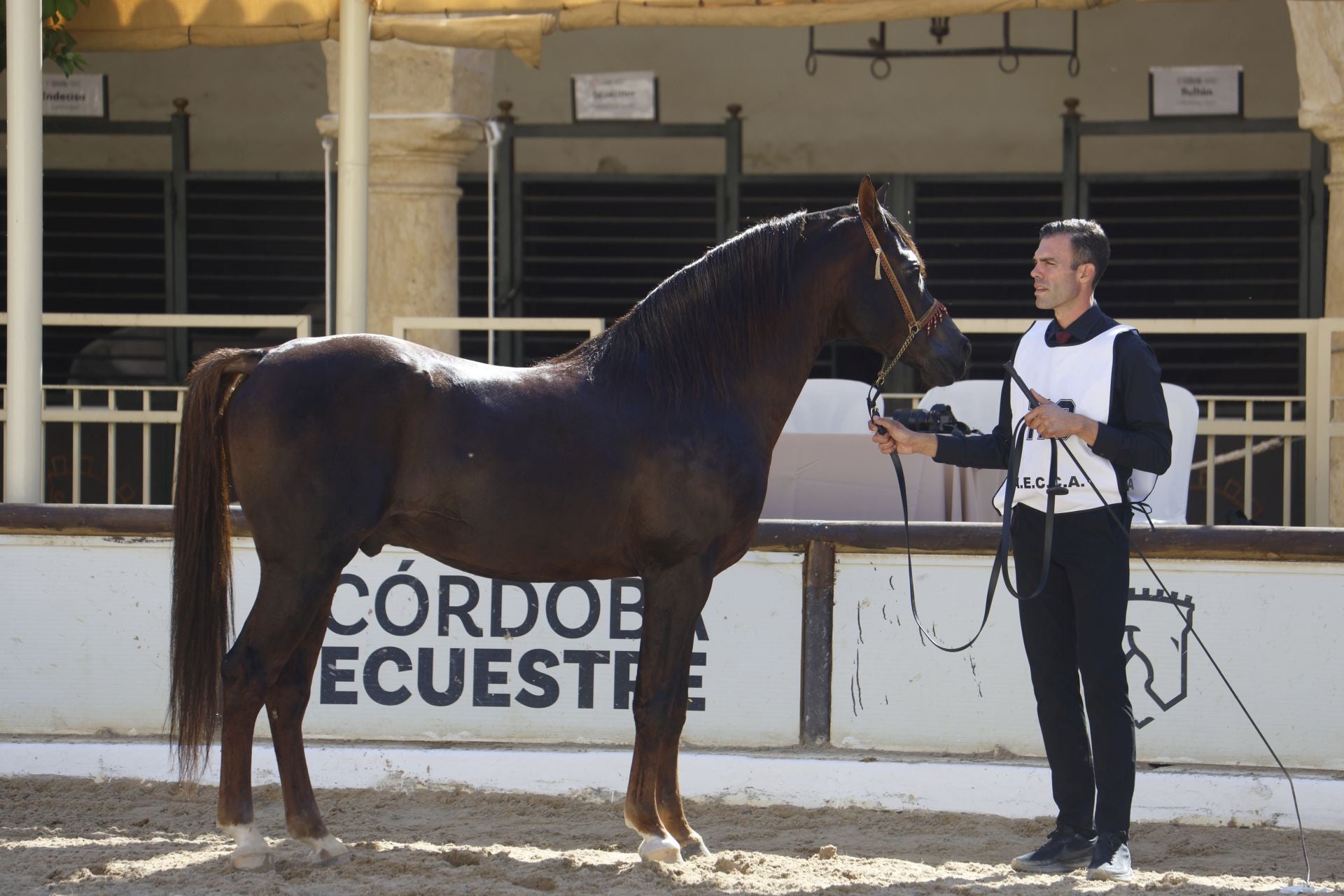El estético concurso de Caballos de Pura Raza Árabe en Córdoba, en imágenes