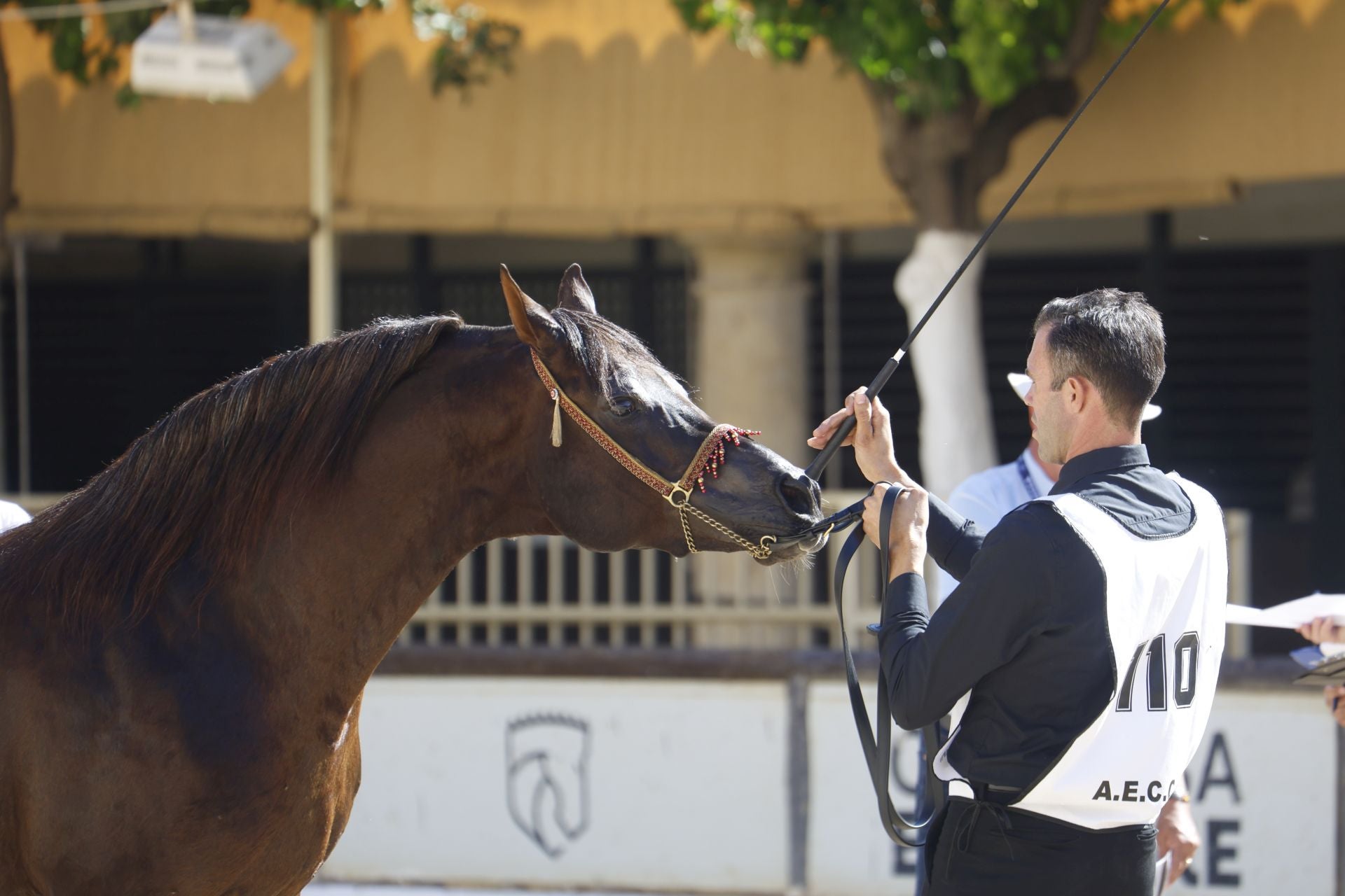 El estético concurso de Caballos de Pura Raza Árabe en Córdoba, en imágenes