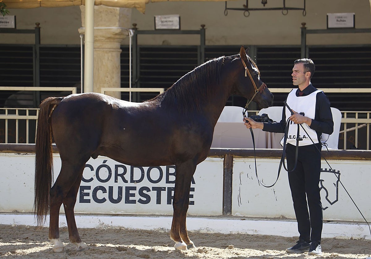 Uno de los ejemplares participante en el concurso