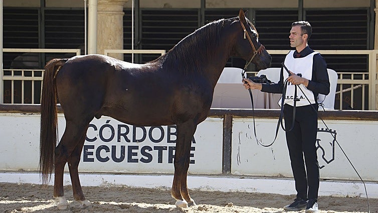 El estético concurso de Caballos de Pura Raza Árabe en Córdoba, en imágenes