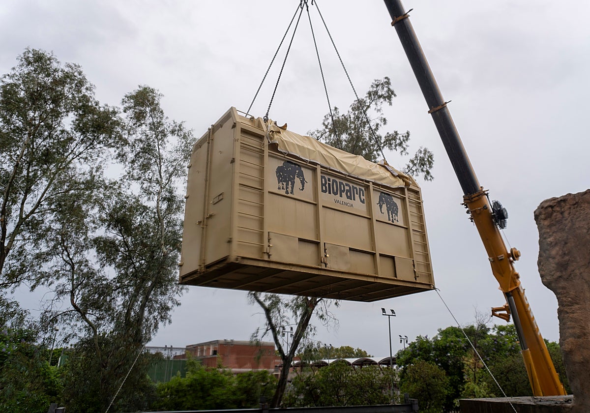 Imagen del traslado de la elefanta embarazada