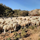 Segundo foco de lengua azul en la comunidad: confirmado en Guadalaviar (Teruel)