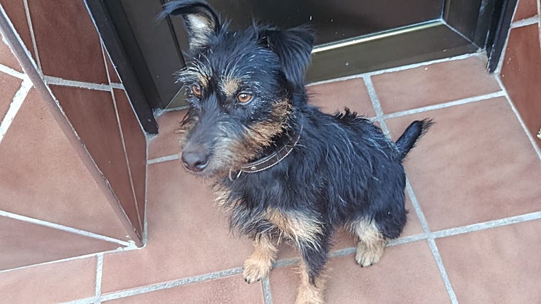 La mascota es esta perra de la imagen que responde al nombre de Chispi