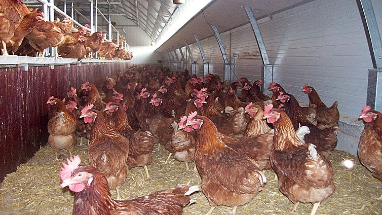 Notificado otro foco de gripe aviar en una granja de pollos en Ataquines (Valladolid)