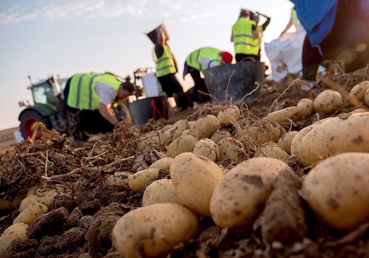 Jornaleros recogiendo patatas