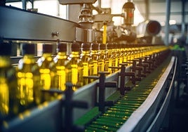 La cosecha de aceite de oliva en Castilla-La Mancha caerá un 17% esta campaña por la sequía