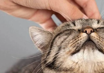 Detenido por maltrato animal tras atacar a una gata con un manojo de llaves hasta la muerte