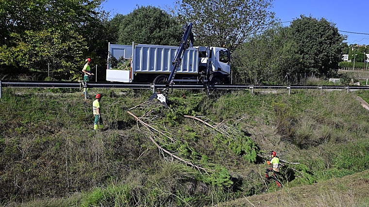 Imagen de los trabajos de limpieza del barranco del Palmaret