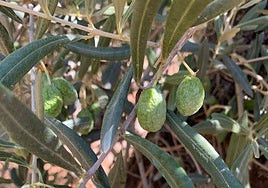 Asaja alerta de la «situación crítica» del olivar en Córdoba por el retraso de las lluvias