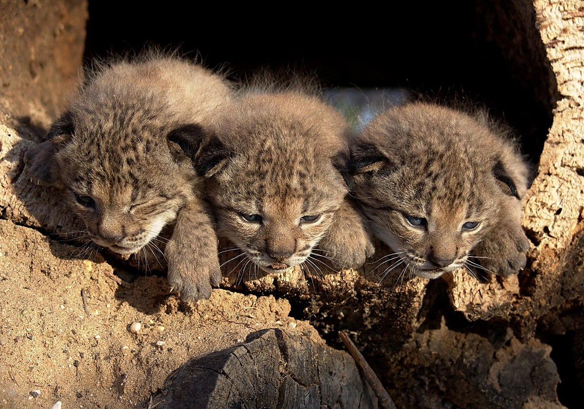 Tres cachorros de lince ibérico en una imgen de archivo