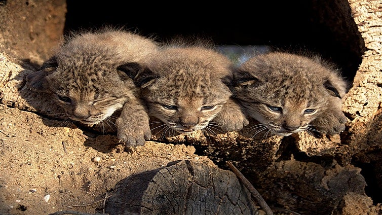 Almería se convierte en nuevo refugio del lince ibérico, símbolo de la recuperación ambiental más exitosa de Europa