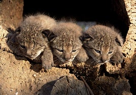 Almería se convierte en nuevo refugio del lince ibérico, símbolo de la recuperación ambiental más exitosa de Europa