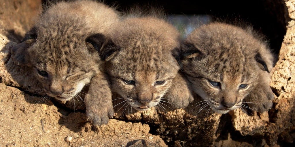 Almería se convierte en nuevo refugio del lince ibérico, símbolo de la recuperación ambiental más exitosa de Europa