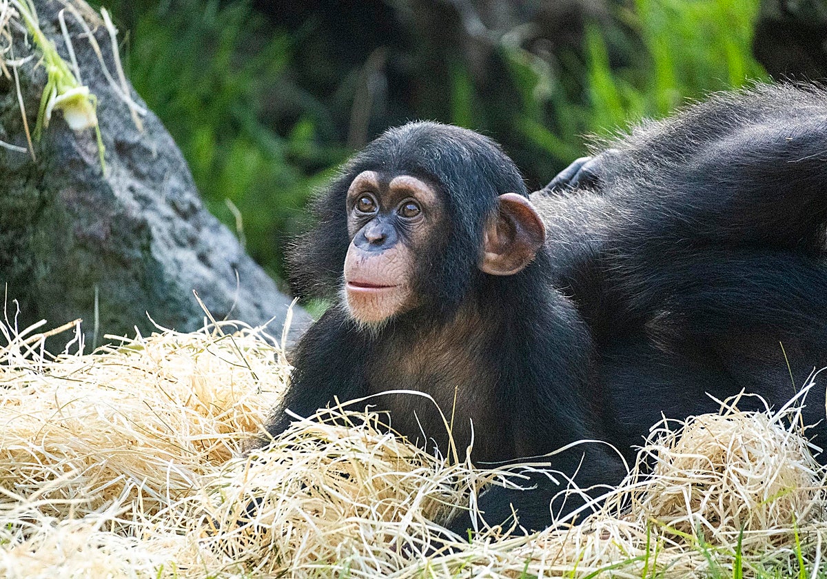 Imagen del chimpancé Ekon en el recinto exterior