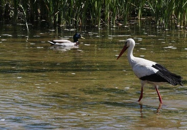 La Junta confirma el primer caso de gripe aviar: se detecta en una cigüeña en Aguilar de la Frontera