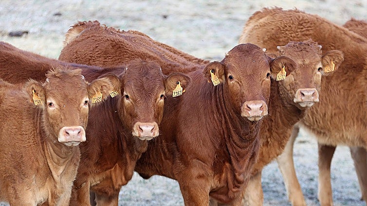 La pujanza de la agricultura y la ganadería ecológicas en Los Pedroches, en imágenes