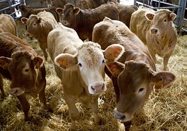 Galicia intensifica el control del transporte de ganado para evitar la dermatosis nodular contagiosa