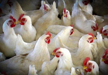 Gripe aviar en Aragón: Los ganaderos no podrán criar sus aves al aire libre durante cuatro meses