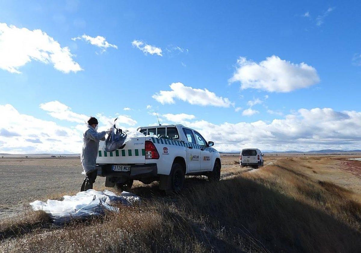 Agentes de Protección de la Naturaleza del Gobierno aragonés recoge aves muertas en la laguna de Gallocanta