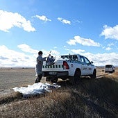 Confirmada la presencia de gripe aviar en aves silvestres, con más de 250 grullas muertas en la laguna de Gallocanta
