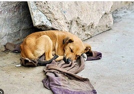 Albacete pone en marcha ayudas para la recogida y atención de perros abandonados